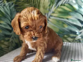 Cavapoo dogs Little fluffs available in two weeks - Advert 10