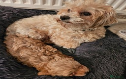 Maltipoo dogs for sale: Stunning Maltipoo Puppies ❤️  - Image 6