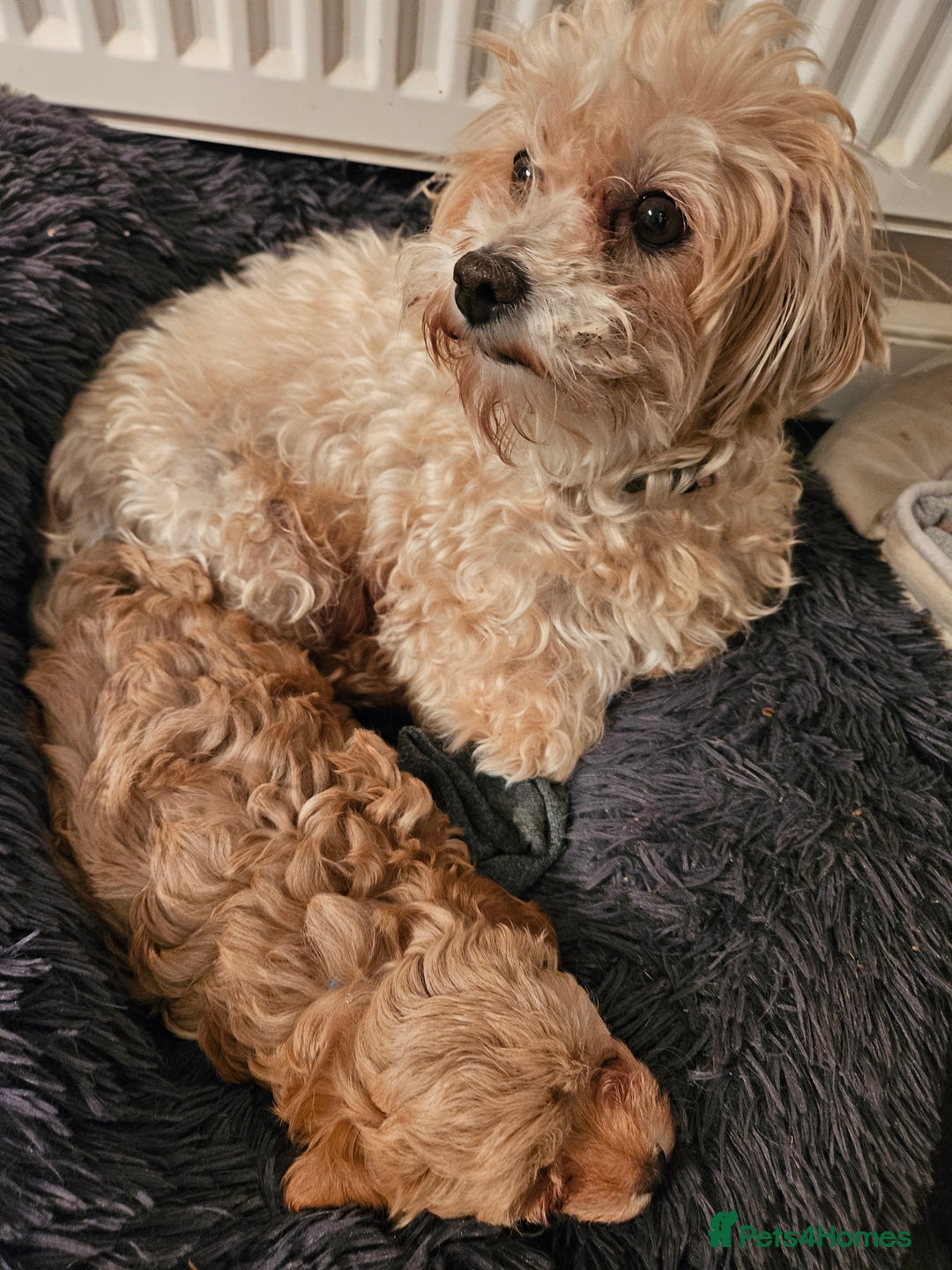 Maltipoo dogs for sale: Stunning Maltipoo Puppies ❤️  - Image 6