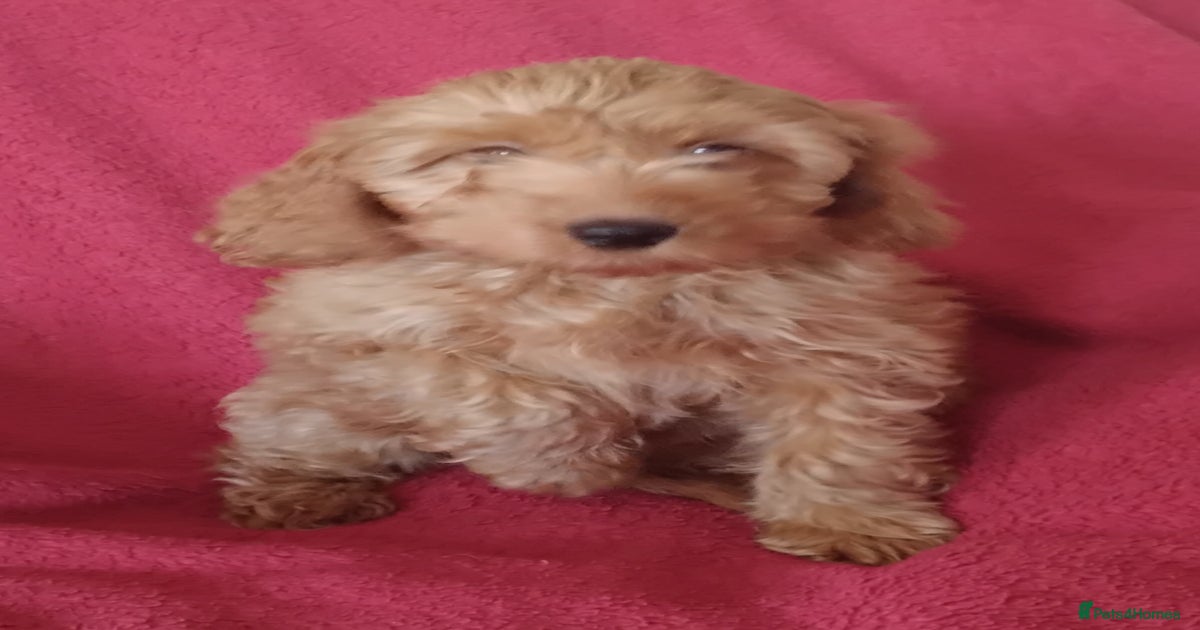 F1 Cockapoo puppies - Ready Now for sale in Boston | Pets4Homes