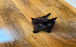 Mixed Breed cats for sale: 2 Tabby boy  - Image 10