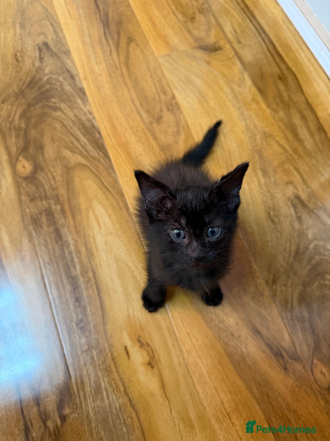 Mixed Breed cats for sale: 2 Tabby boy  - Image 10