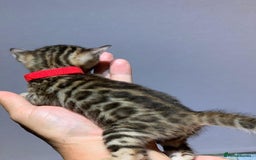 Bengal cats for sale: Top quality pure Bengal kittens available now - Image 5