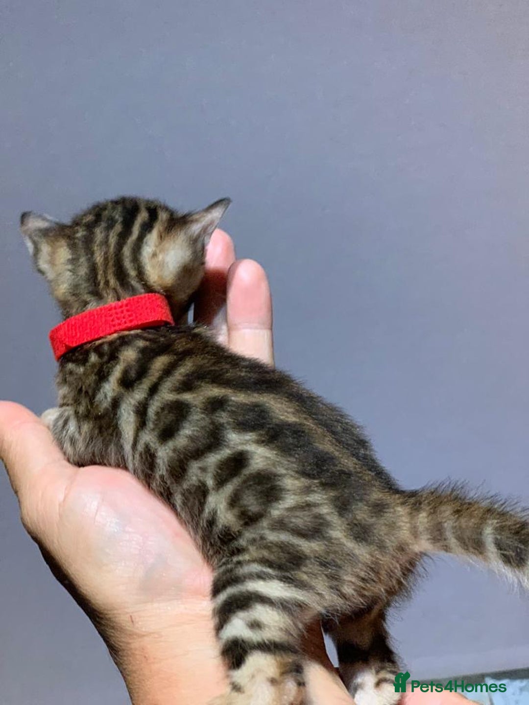Bengal cats for sale: Top quality pure Bengal kittens available now - Image 5
