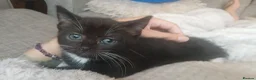 Mixed Breed cats for sale: Norwegian cross kittens - Advert 7