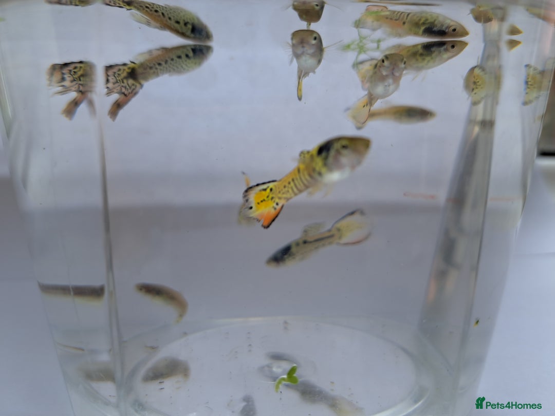 Live Bearers fish for sale: Guppy fish males tiger hybrids - Image 5