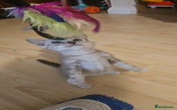 Bengal cats for sale: Rare Bengal babies - Advert 1