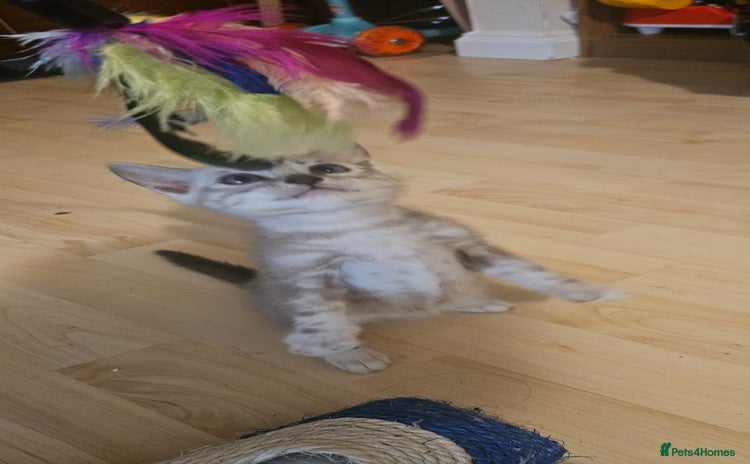 Bengal cats - Advert 2