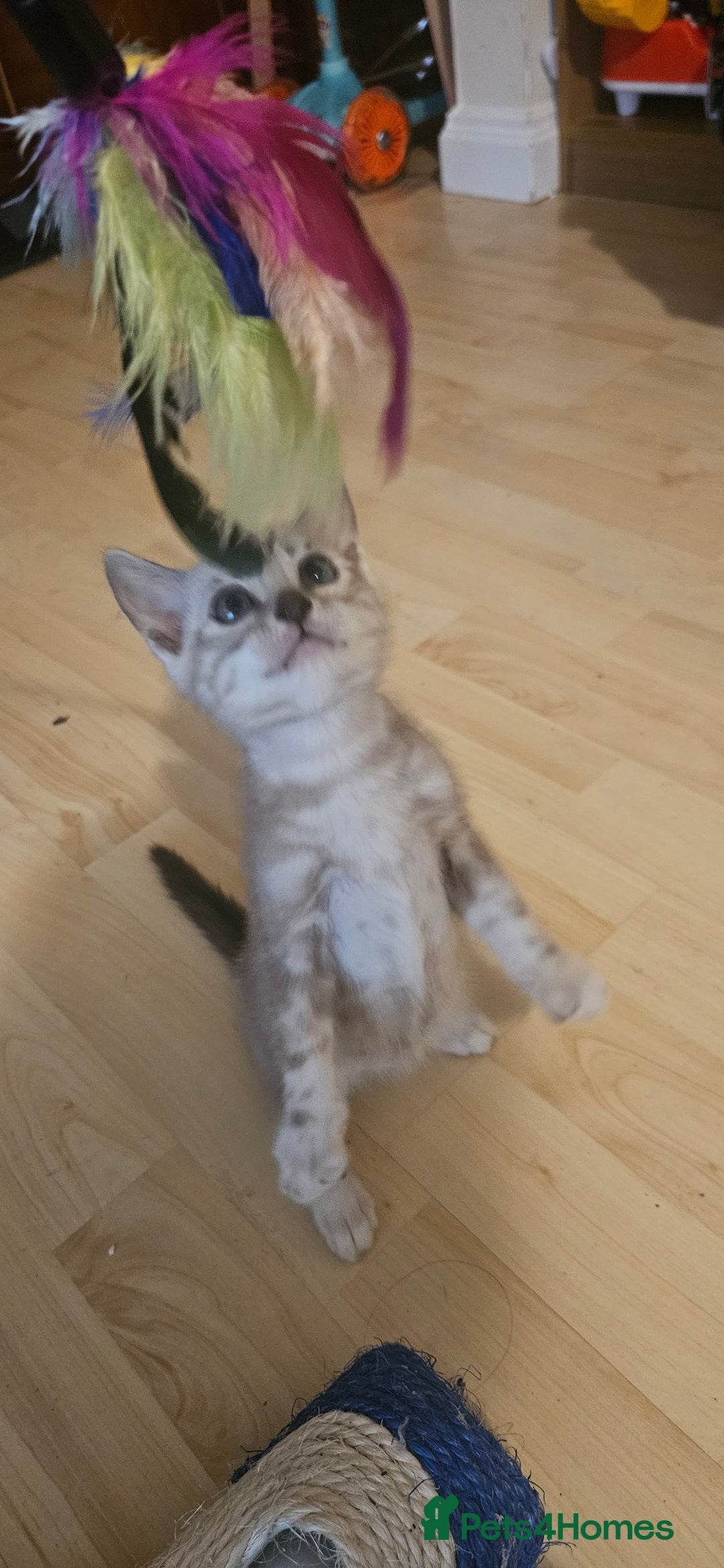 Bengal cats for sale: Rare Bengal babies - Advert 1