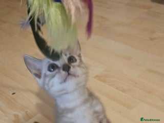 Bengal cats - Advert 4