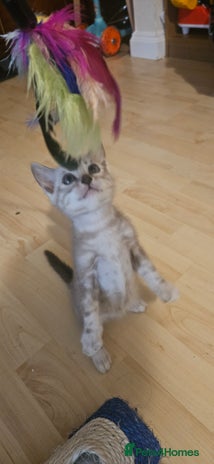 Bengal cats - Advert 2