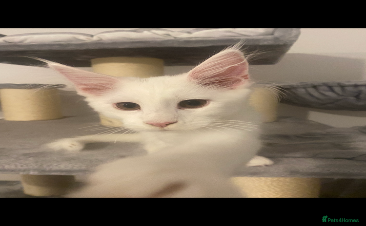 Maine Coon cats 💞1 Girl Ready To Go Now💞 Reduced As Needs A Home - Advert 6