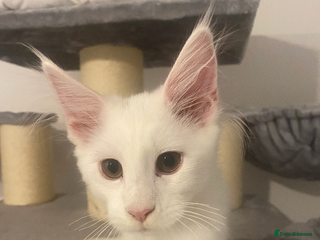 Maine Coon cats 💞1 Girl Ready To Go Now💞 Reduced As Needs A Home - Advert 5