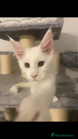 Maine Coon cats 💞1 Girl Ready To Go Now💞 Reduced As Needs A Home - Advert 3