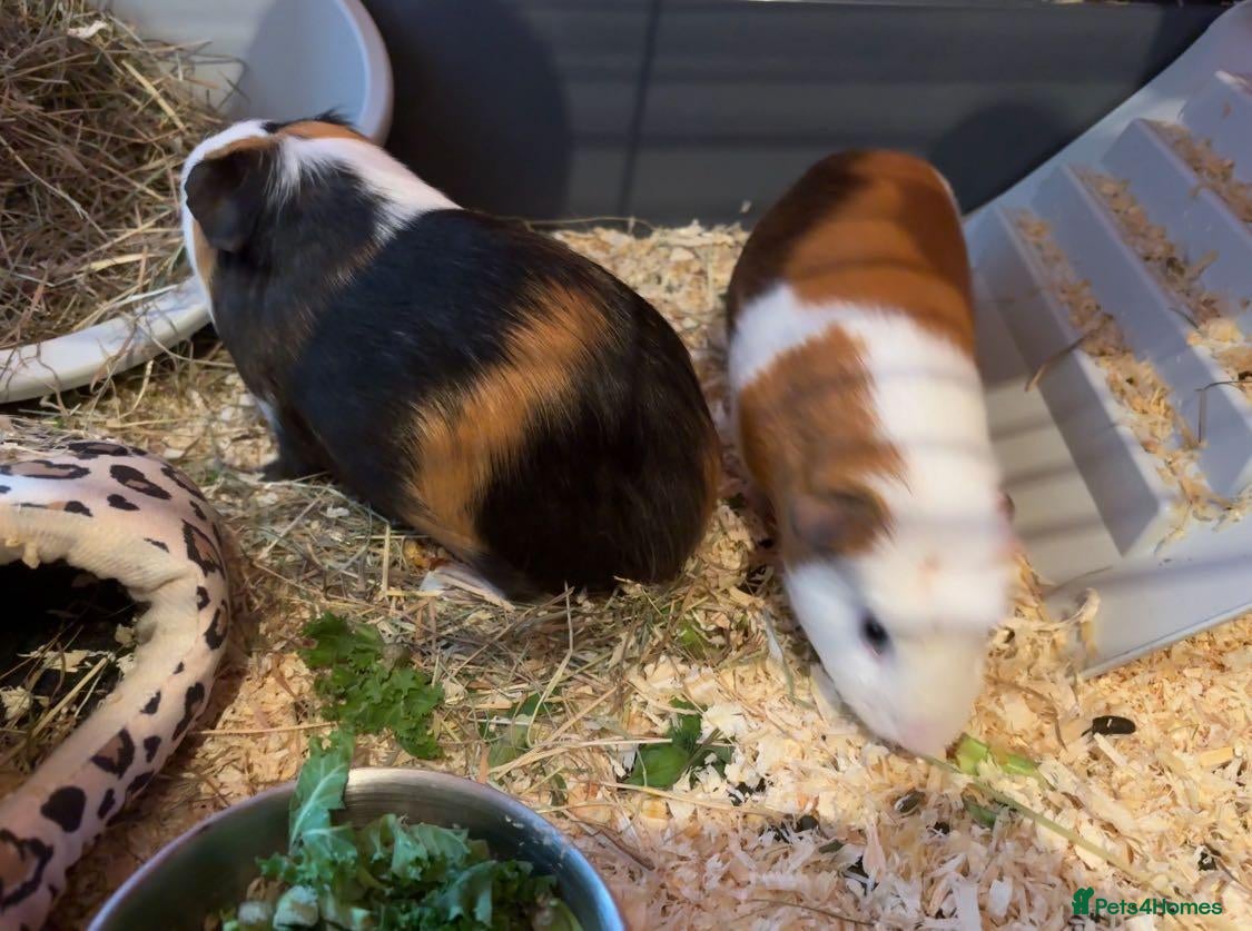 Guinea Pig rodents for sale: X2 guinea pigs  - Advert 8