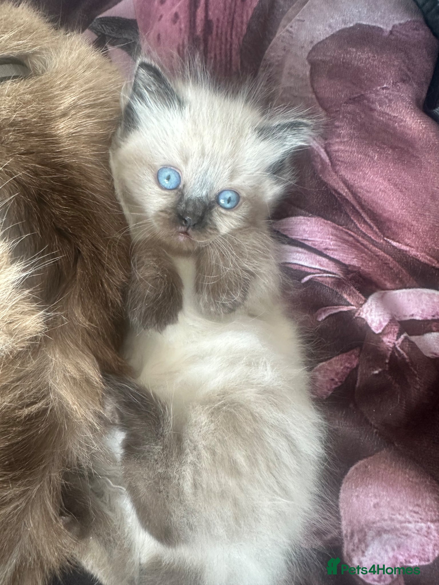 Ragdoll cats seal point ragdoll for sale 💕 £850 - Advert 14