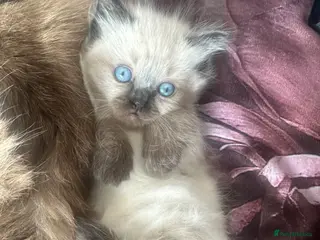 Ragdoll cats seal point ragdoll for sale 💕 £850 - Advert 14