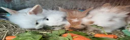 Lionhead rabbits for sale: 8-Week-Old Lionhead Rabbits – 2 Boys & 2 Girls in Mansfield - Advert 1