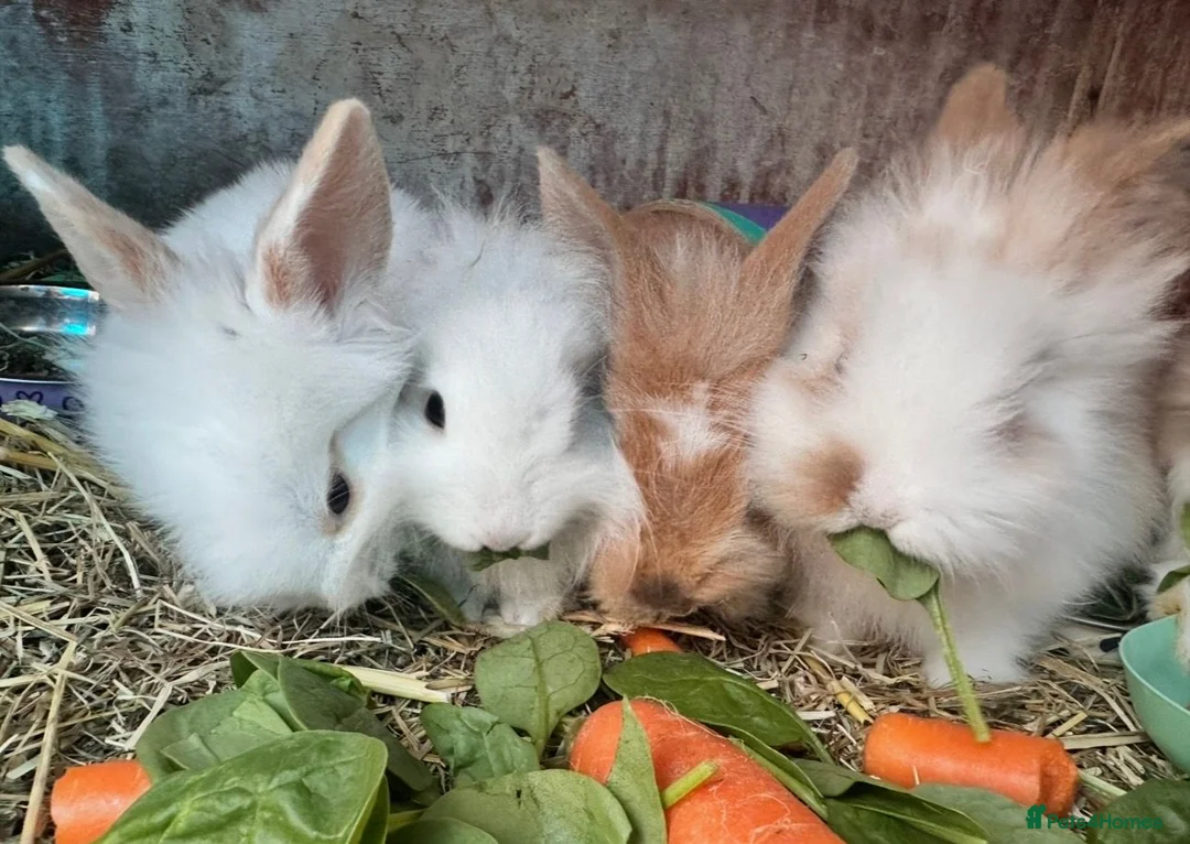 Lionhead rabbits for sale: 8-Week-Old Lionhead Rabbits – 2 Boys & 2 Girls in Mansfield - Advert 1