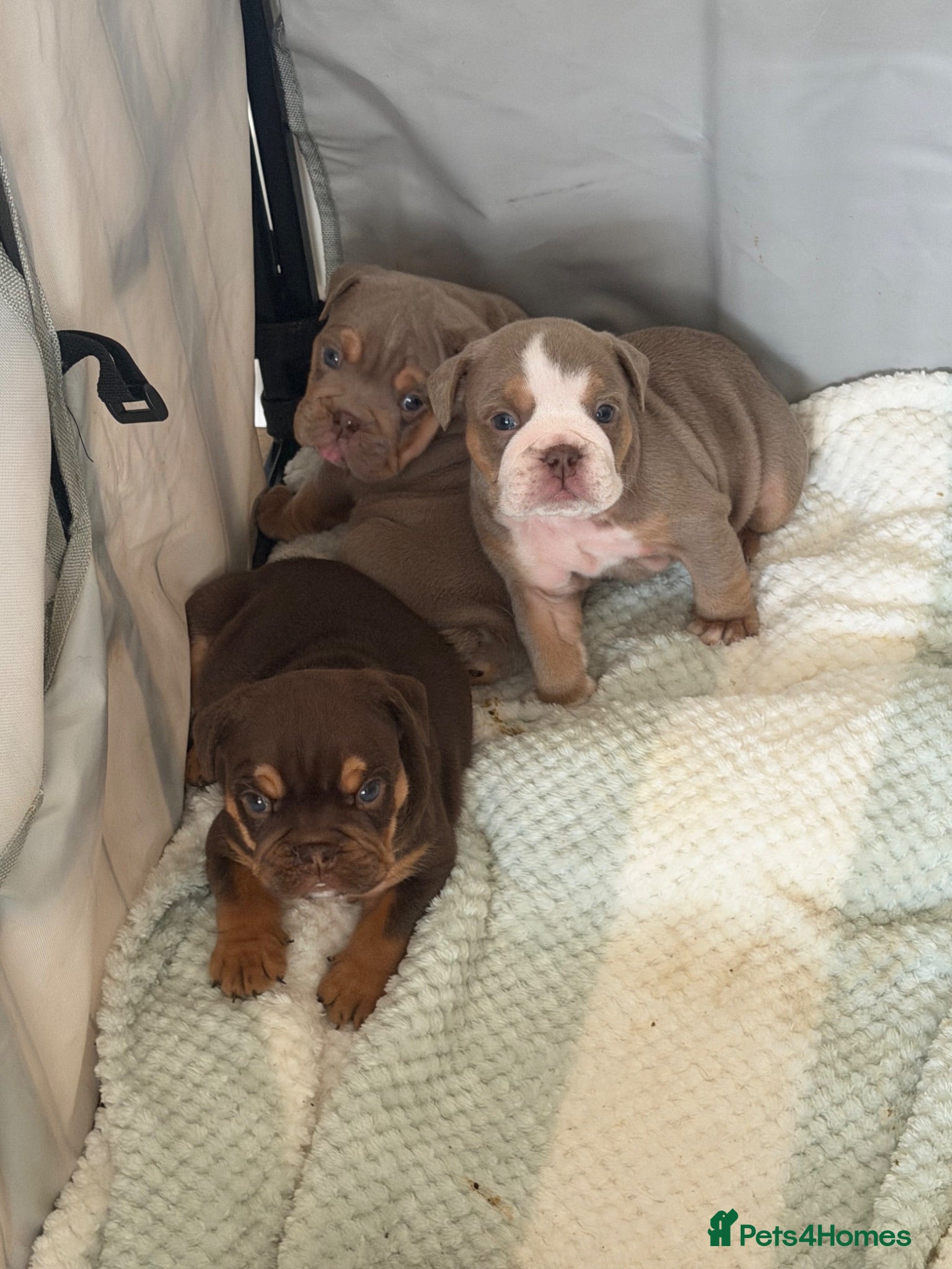 English Bulldog dogs English Bulldog puppies - Advert 6