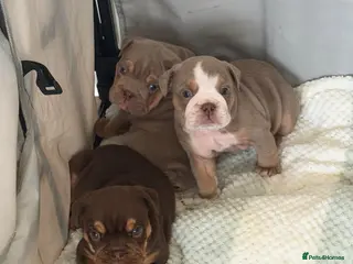 English Bulldog dogs English Bulldog puppies - Advert 6