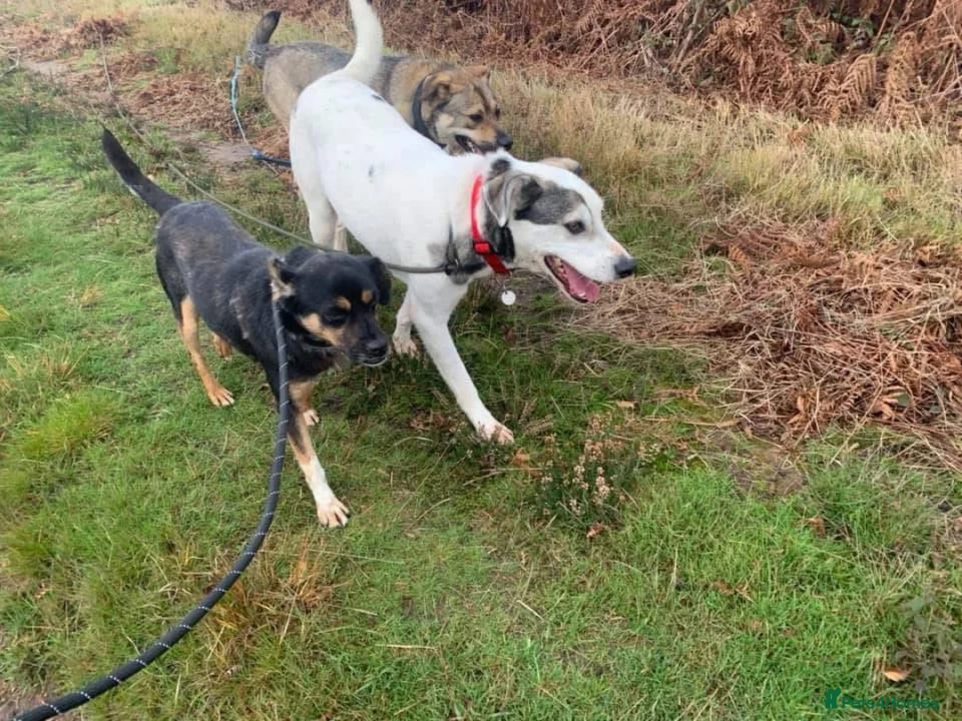 Mixed Breed dogs for adoption: Paddy - Norwich Norfolk  - Advert 12