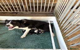 Border Collie dogs for sale: Beautiful border collie puppies  - Image 14
