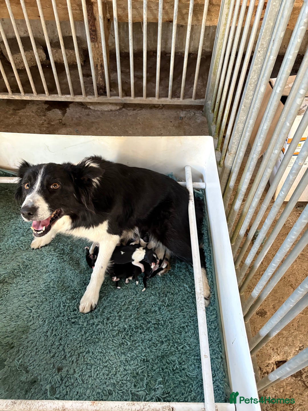 Border Collie dogs for sale: Beautiful border collie puppies  - Image 14