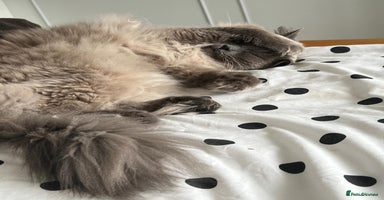 Ragdoll cats - Advert 7