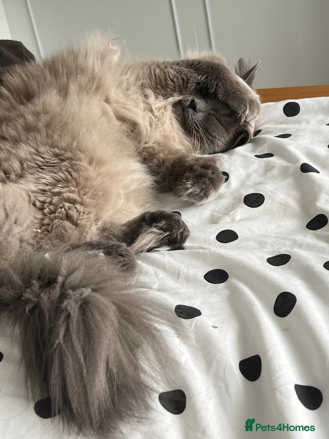 Ragdoll cats for sale: Gentle Male Ragdoll 4 years old (Indoor) - Image 3