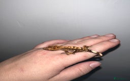 Gecko reptiles for sale: Baby crested geckos available  - Image 7