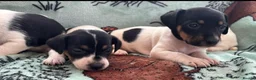 Jack Russell dogs for sale: Jack Russel puppies  - Advert 2