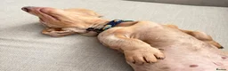 Dachshund dogs for sale: Bruno dachshund looking for his furever home  in Stafford - Advert 8