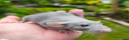 Rat rodents for sale: Beautiful blue and mink Dumbo rats - Advert 11