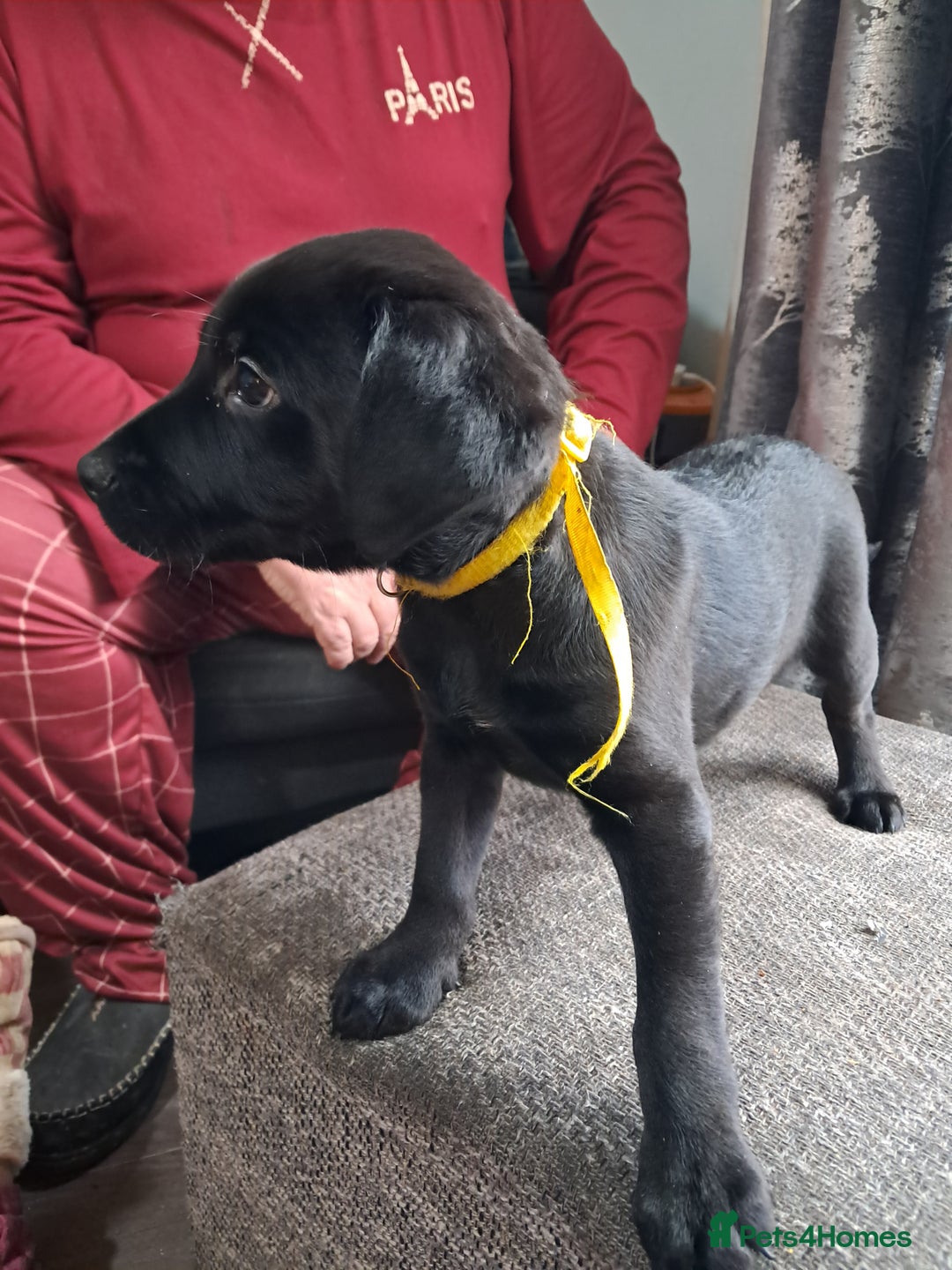 Mixed Breed dogs for sale: Lurch x jackapoo - Advert 7