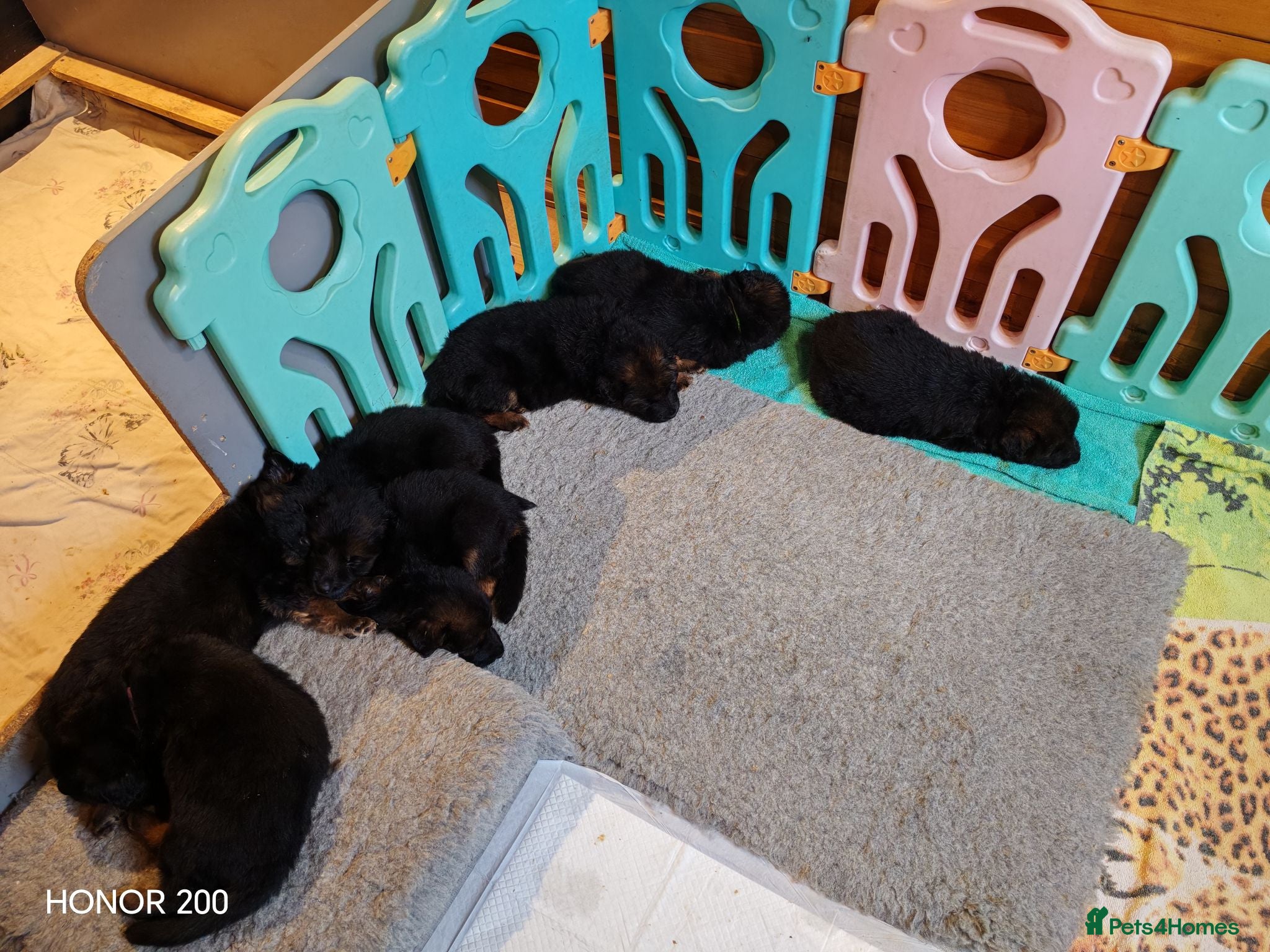 German Shepherd dogs Long-Coated German Shepherd Puppies  - Advert 2
