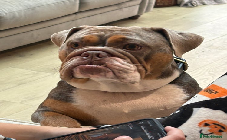 English Bulldog dogs - Advert 1