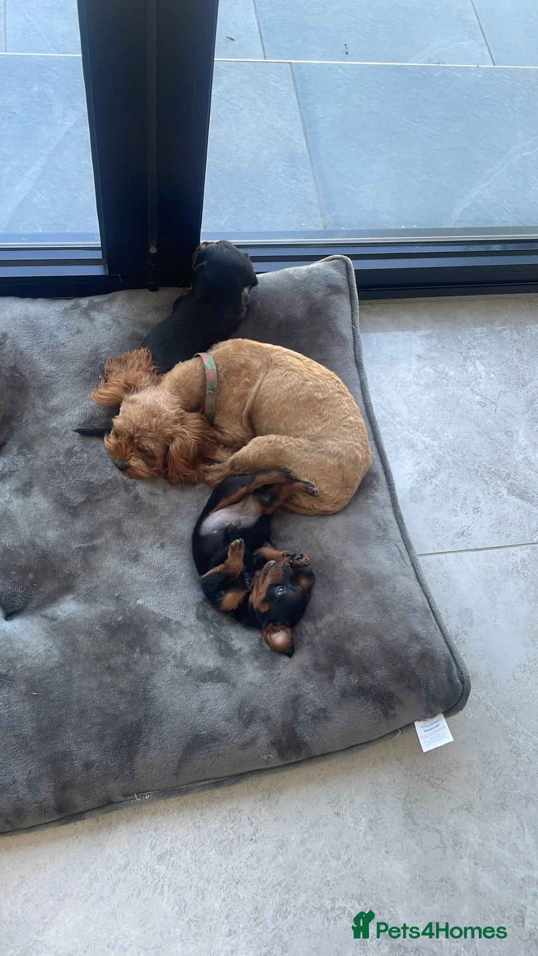 Mixed Breed dogs for sale: GORGEOUS DOXIEPOOs - Advert 6
