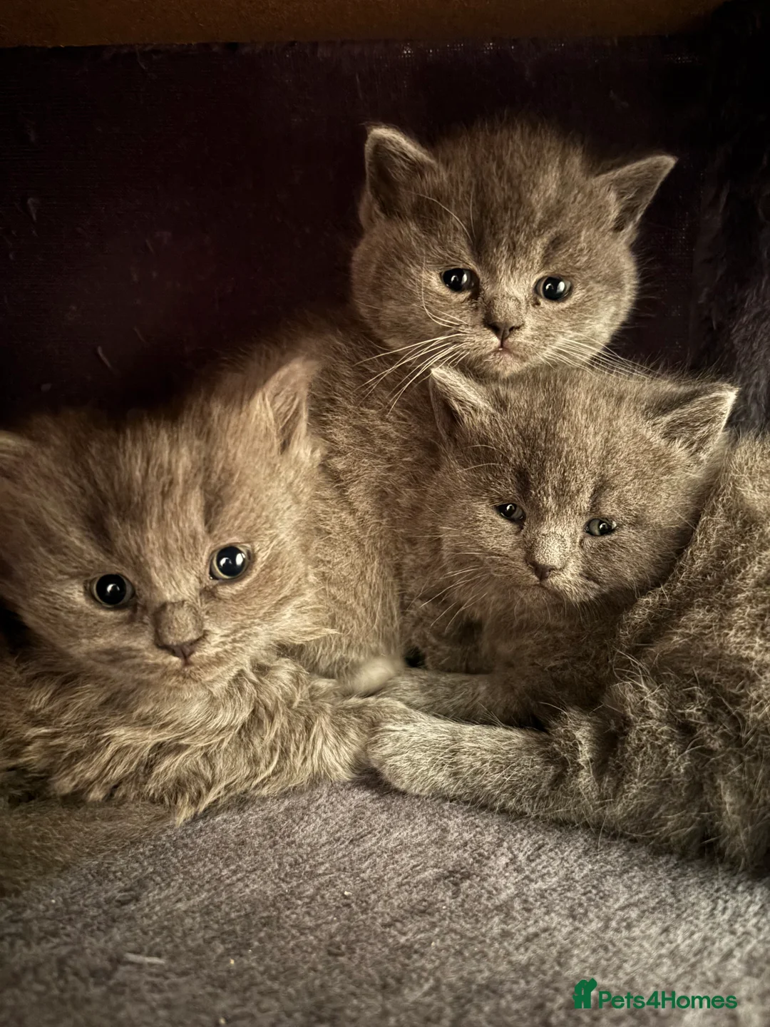 Ragdoll cats for stud: Ragdoll Stud - Advert 2