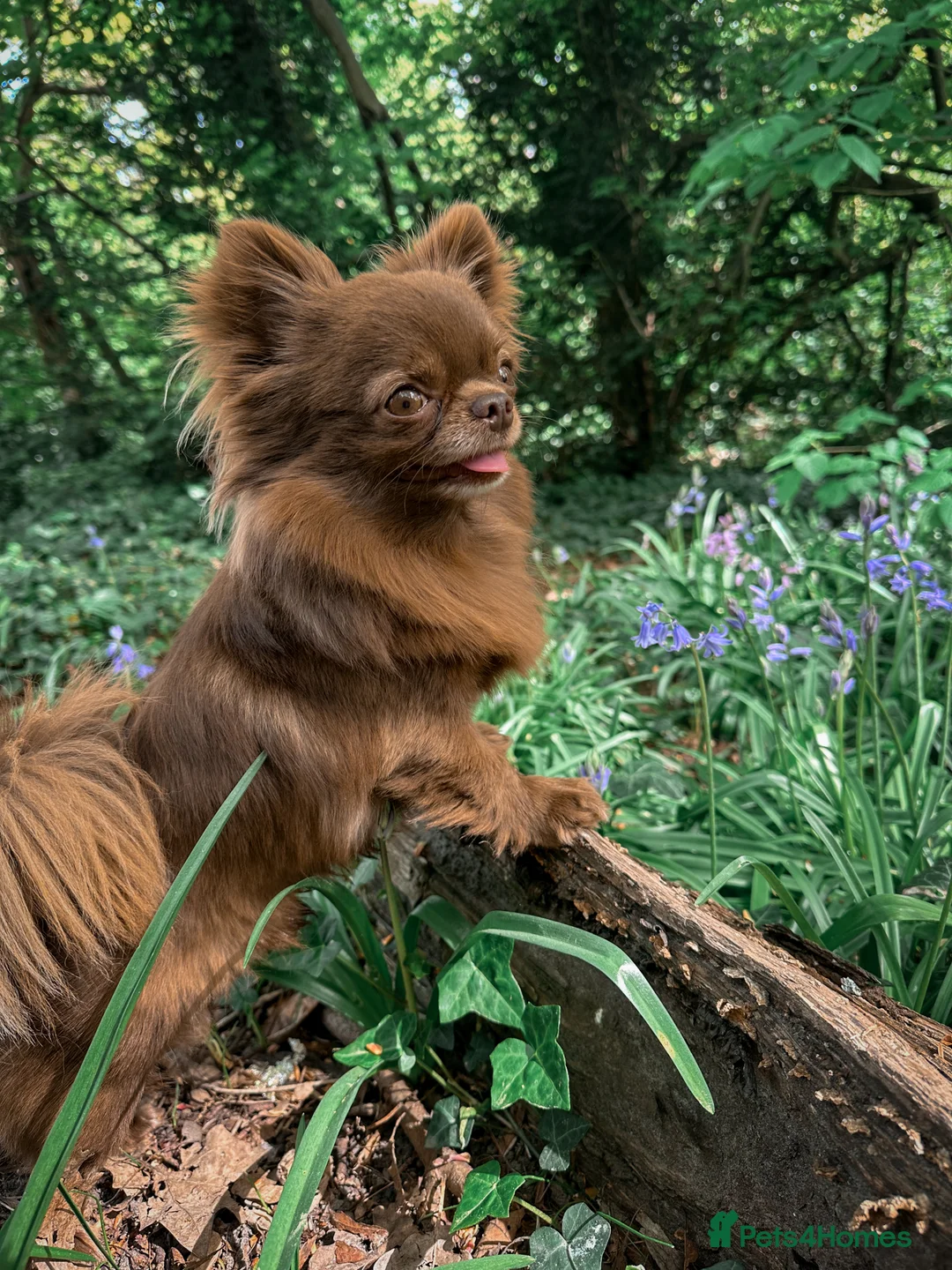 Chihuahua dogs for stud: ❤️ KC REG EXTENSIVELY HEALTH TESTED STUD ❤️ in London - Advert 6