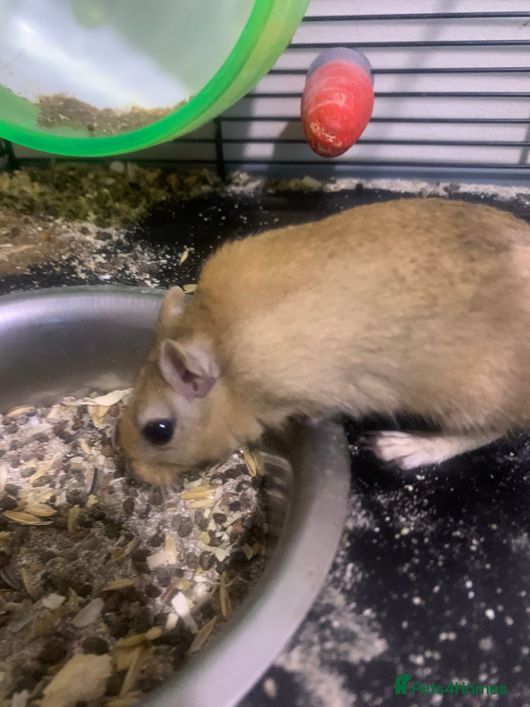 Gerbil rodents for sale: 3 male gerbils - Image 4