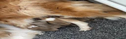 Rough Collie dogs for sale: KC registered sable and white rough collie puppies - Advert 3