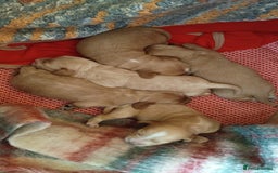 Cockapoo dogs for sale: Beautiful Cockapoo Pups  - Image 5