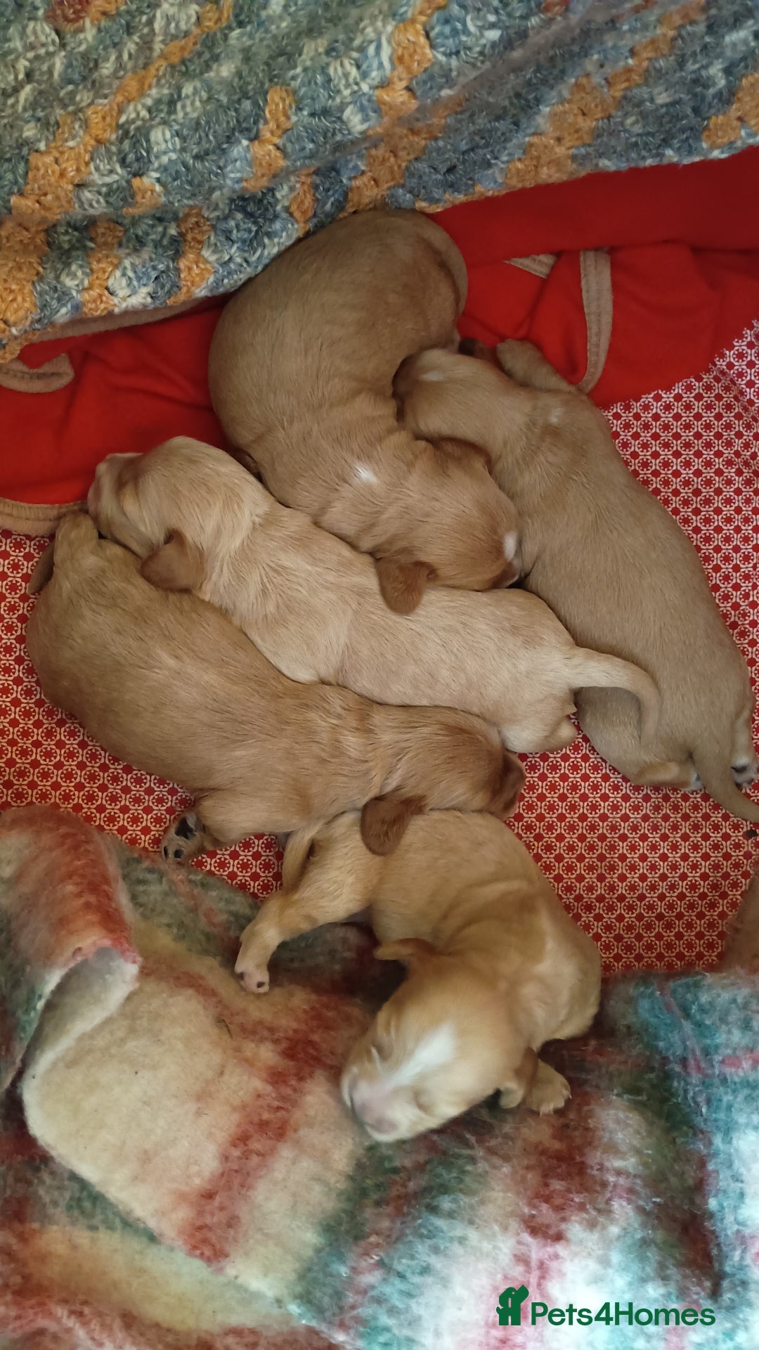 Cockapoo dogs for sale: Beautiful Cockapoo Pups  - Image 5