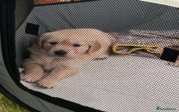 Golden Retriever dogs for sale: Golden retriever puppies - Image 3