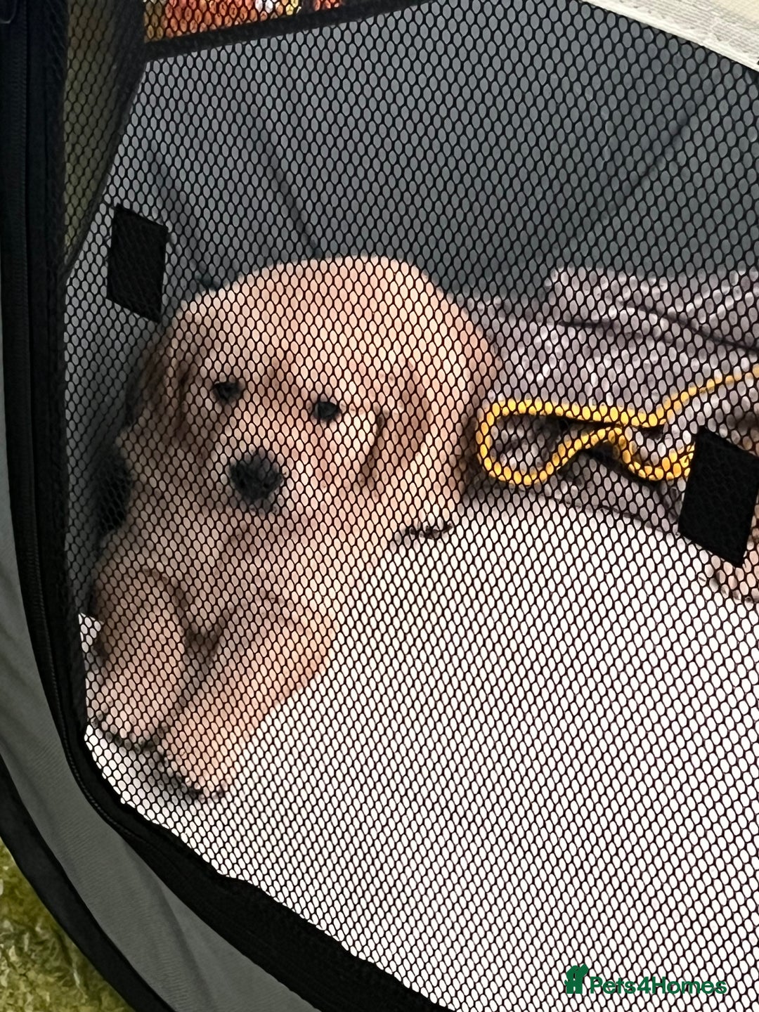Golden Retriever dogs for sale: Golden retriever puppies - Image 3