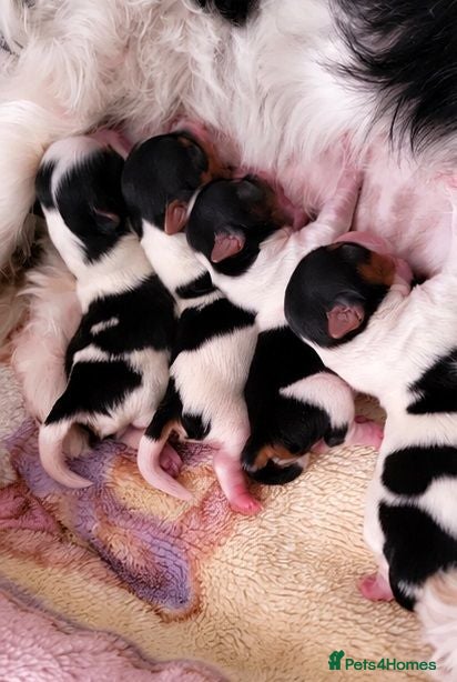 Biewer Terrier dogs Biewer Yorkshire Terrier Puppies 2 Girls, 2 Boys  - Advert 2