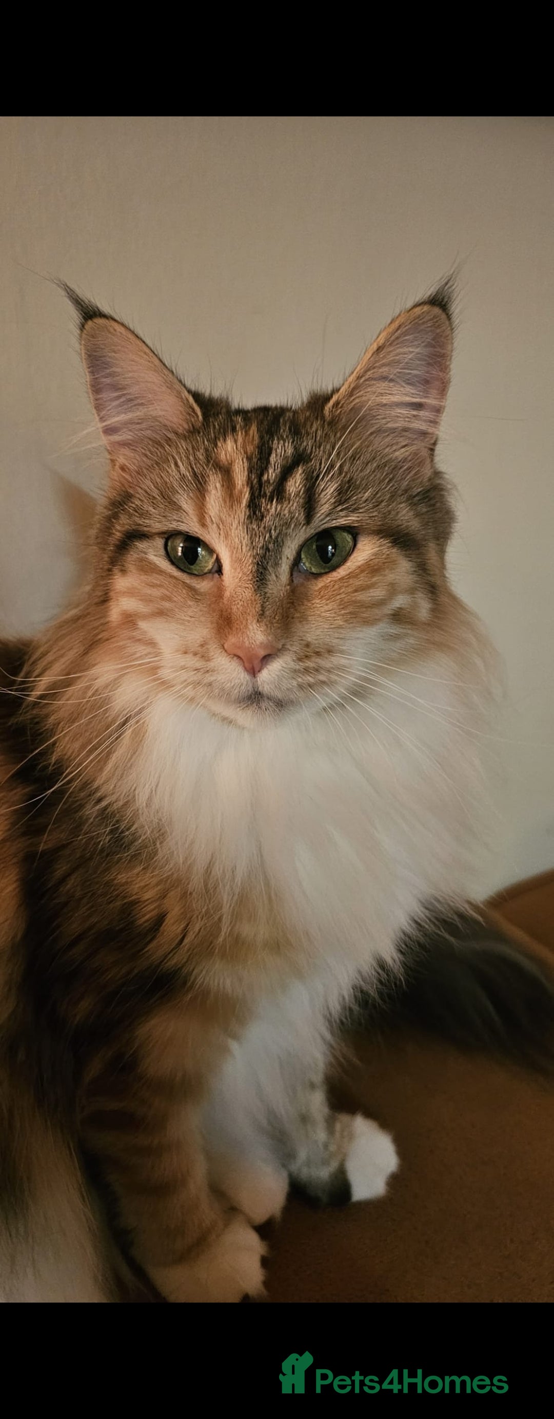 Maine Coon cats for sale: Gccf maincoon kittens. Ready from the 20th Sept  - Image 26