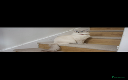 Ragdoll cats for sale: Blue Lynx Ragdoll - Image 3