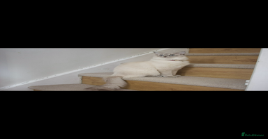 Ragdoll cats - Advert 9